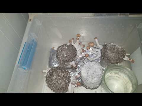 How to grow "Magic Mushrooms" day 5 of fruiting