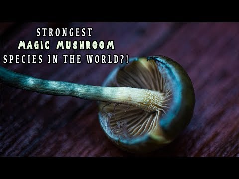 High Dose Psilocybin Vs DMT + Strongest Species of Magic Mushrooms?